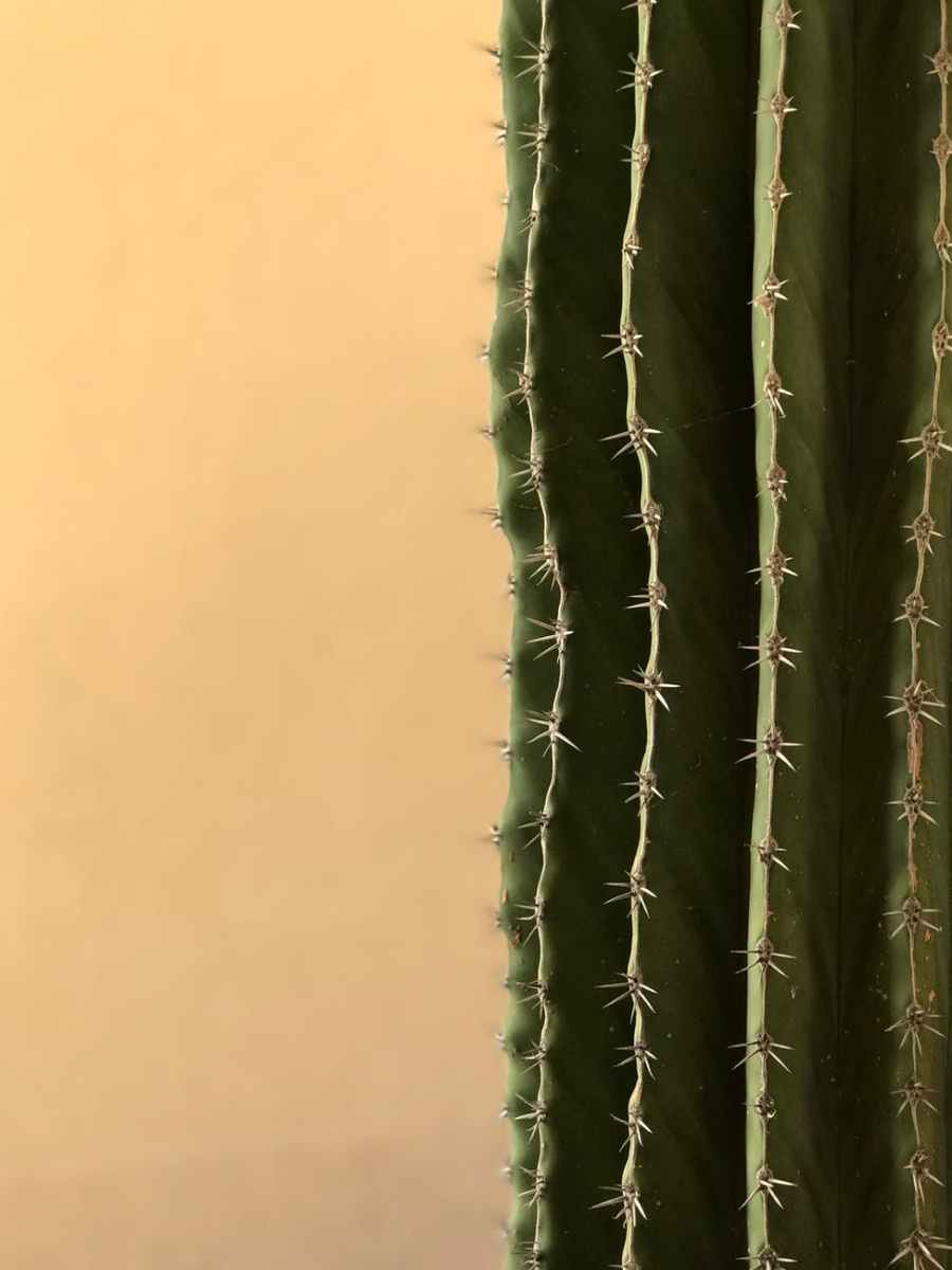 4 facts about the BRAVE young Sahabah, USAMA BIN ZAID